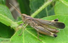 Image of Arcyptera (Arcyptera) coreana Shiraki 1930