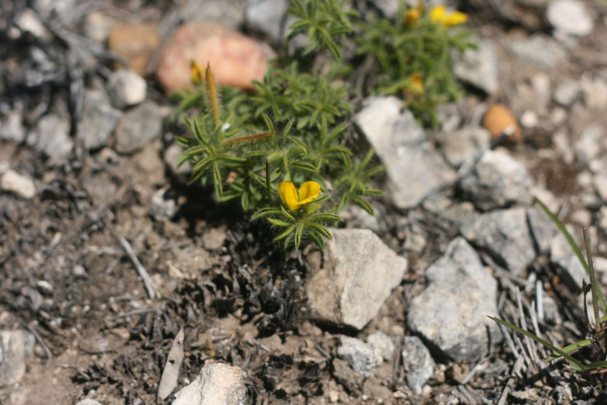 Image of Argyrolobium barbatum Walp.