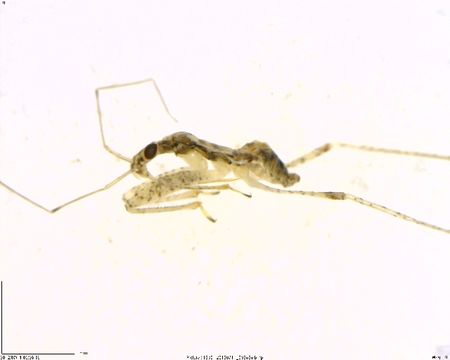Image of <i><i>Nabis</i></i> (Nabis) <i>roseipennis</i> Reuter 1872