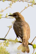 Image of Ayeyarwady Bulbul