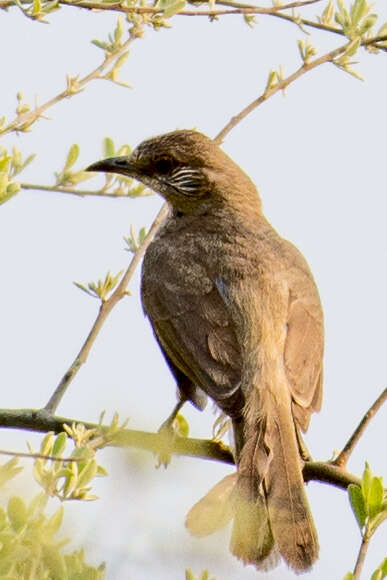 Image of Ayeyarwady Bulbul