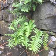 Plancia ëd Polypodium macaronesicum subsp. macaronesicum