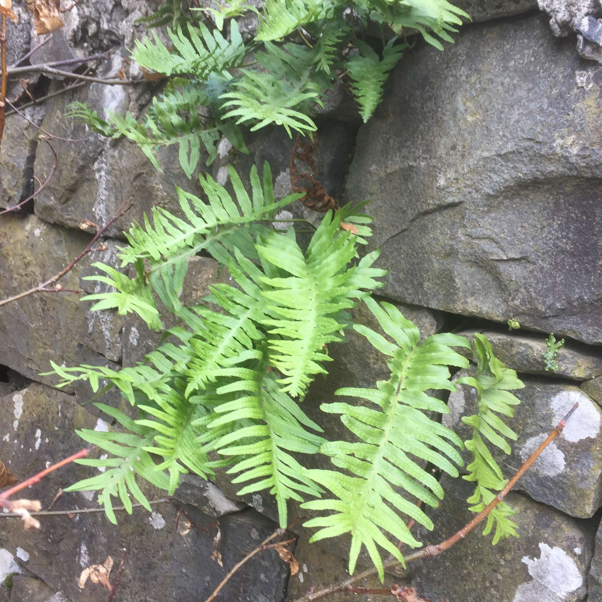 Plancia ëd Polypodium macaronesicum subsp. macaronesicum