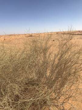 Plancia ëd Haloxylon persicum Bunge