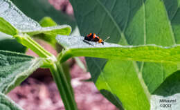 Sivun Cerotoma ruficornis (Olivier 1791) kuva