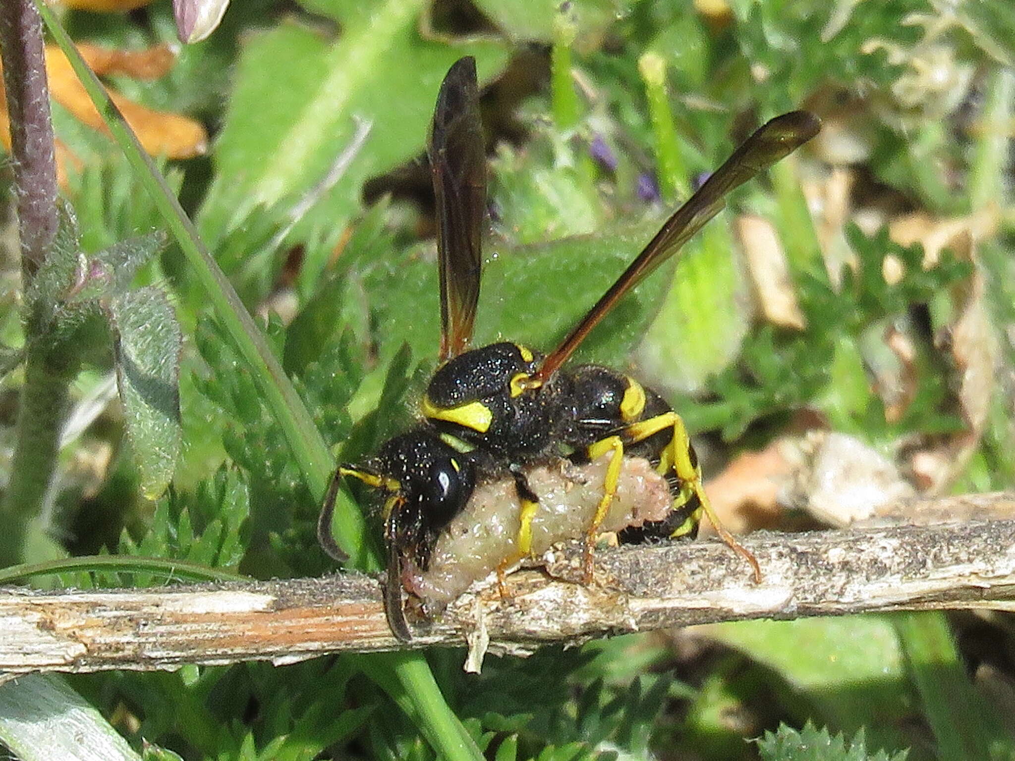 Image de Odynerus consobrinus Dufour 1839