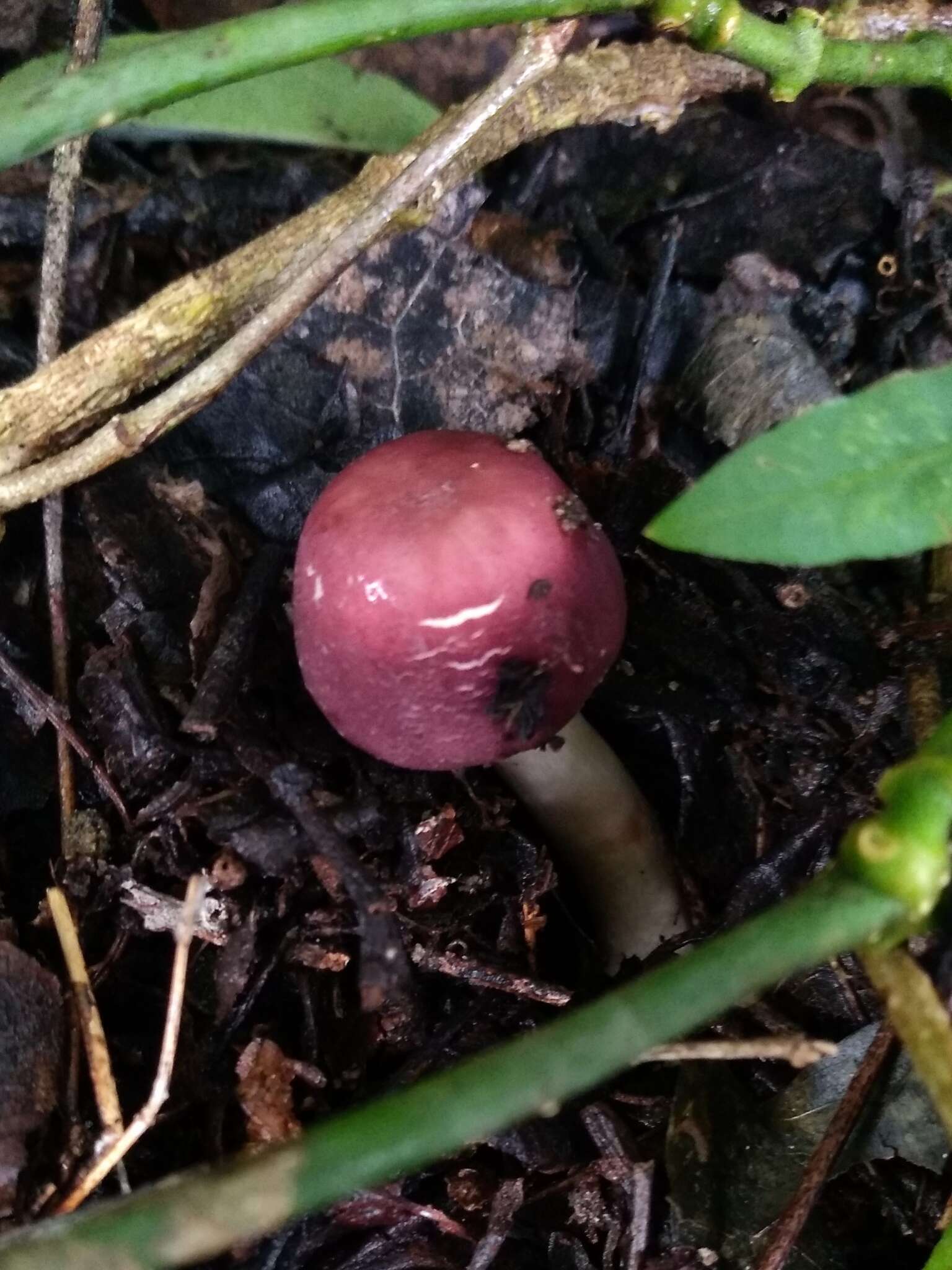 Image of Leucoagaricus lilaceus Singer 1952