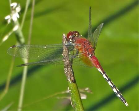 Image of Barbet Percher