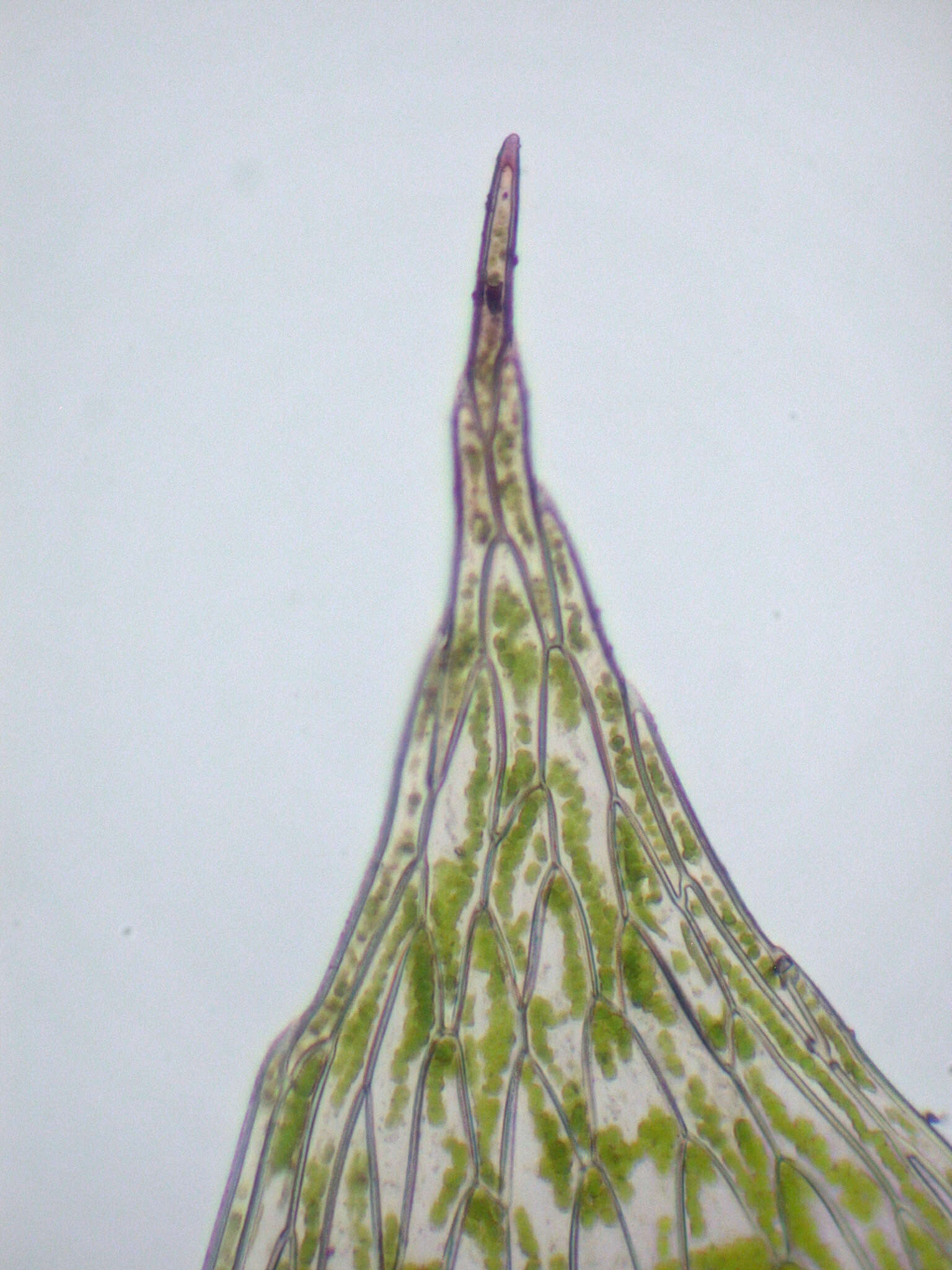 Image of Tozer's epipterygium moss