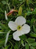 Imagem de Oenothera acaulis Cav.