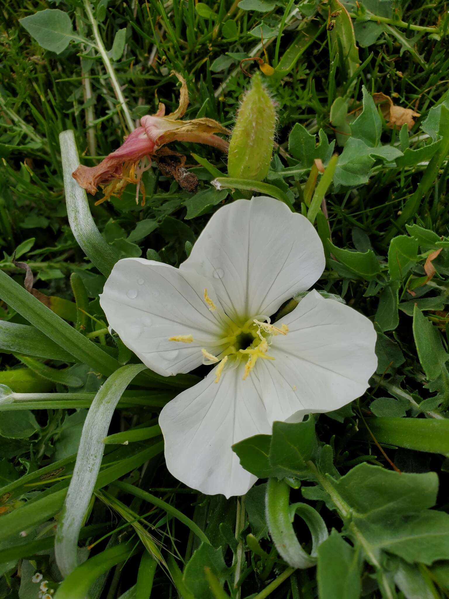 Слика од Oenothera acaulis Cav.