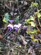 Image of Holly-leaved Hovea