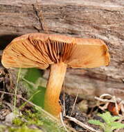 Pholiota communis (Cleland & Cheel) Grgur. 1997 resmi