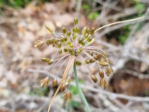 Imagem de Allium paniculatum subsp. paniculatum