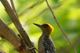 Image of Golden-cheeked Woodpecker