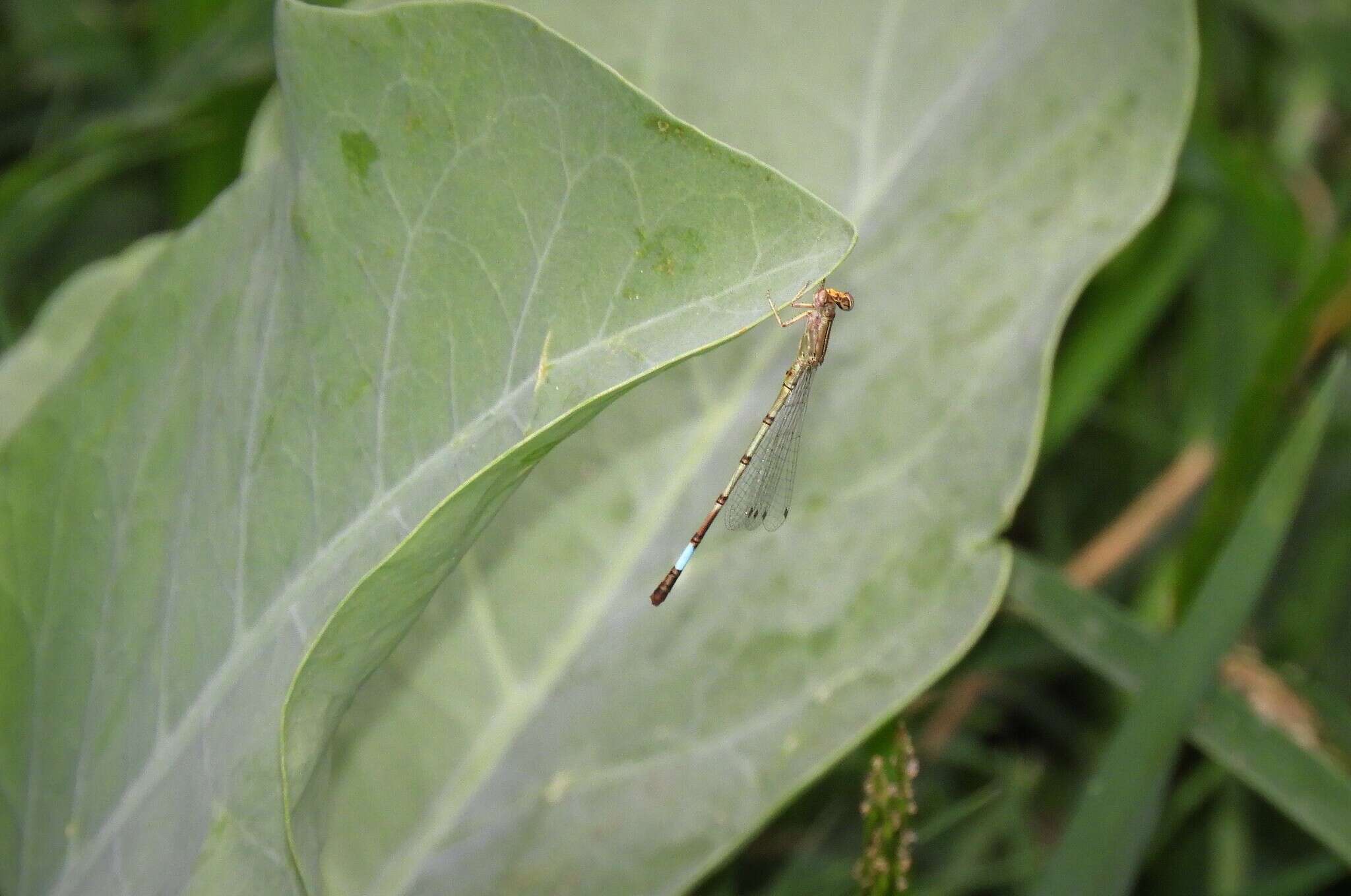 Imagem de Angelagrion fredericoi Lencioni 2008