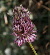 Allium phanerantherum Boiss. & Hausskn. resmi