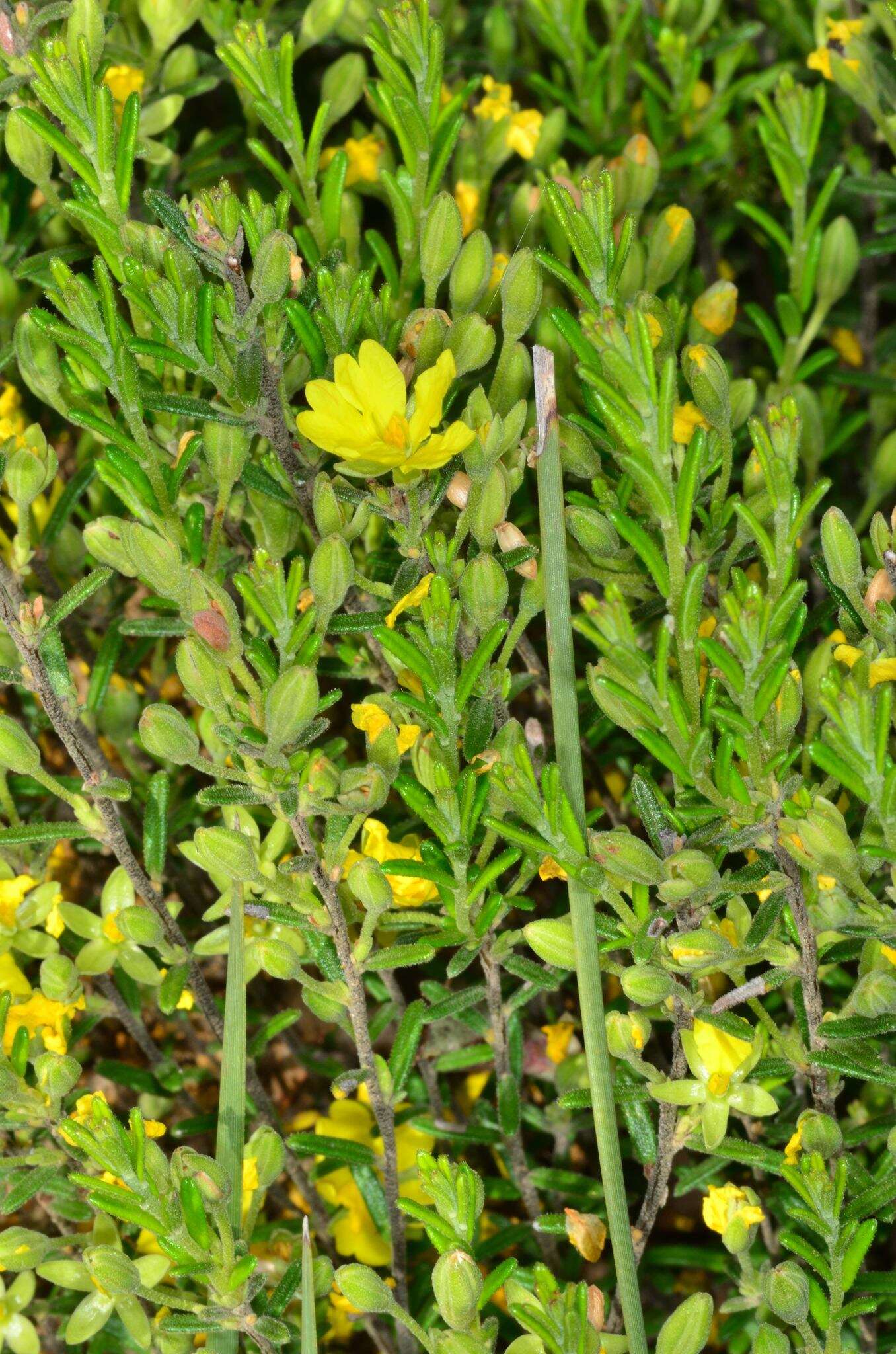 Plancia ëd Hibbertia australis N. A. Wakefield