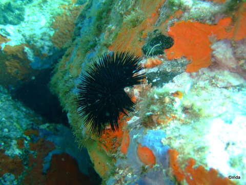 Image of Black Sea urchin