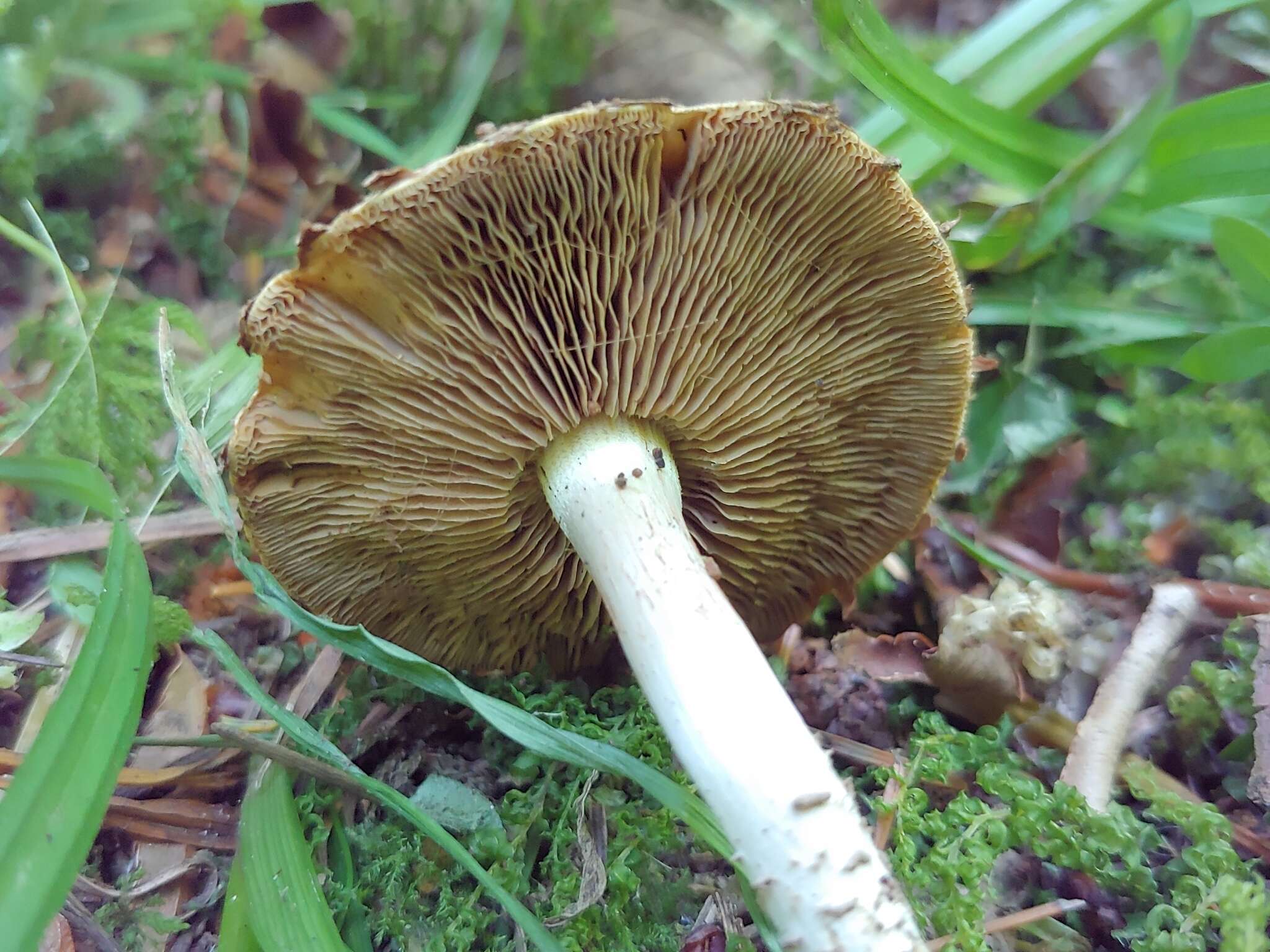 Image of Pholiota terrestris Overh. 1924