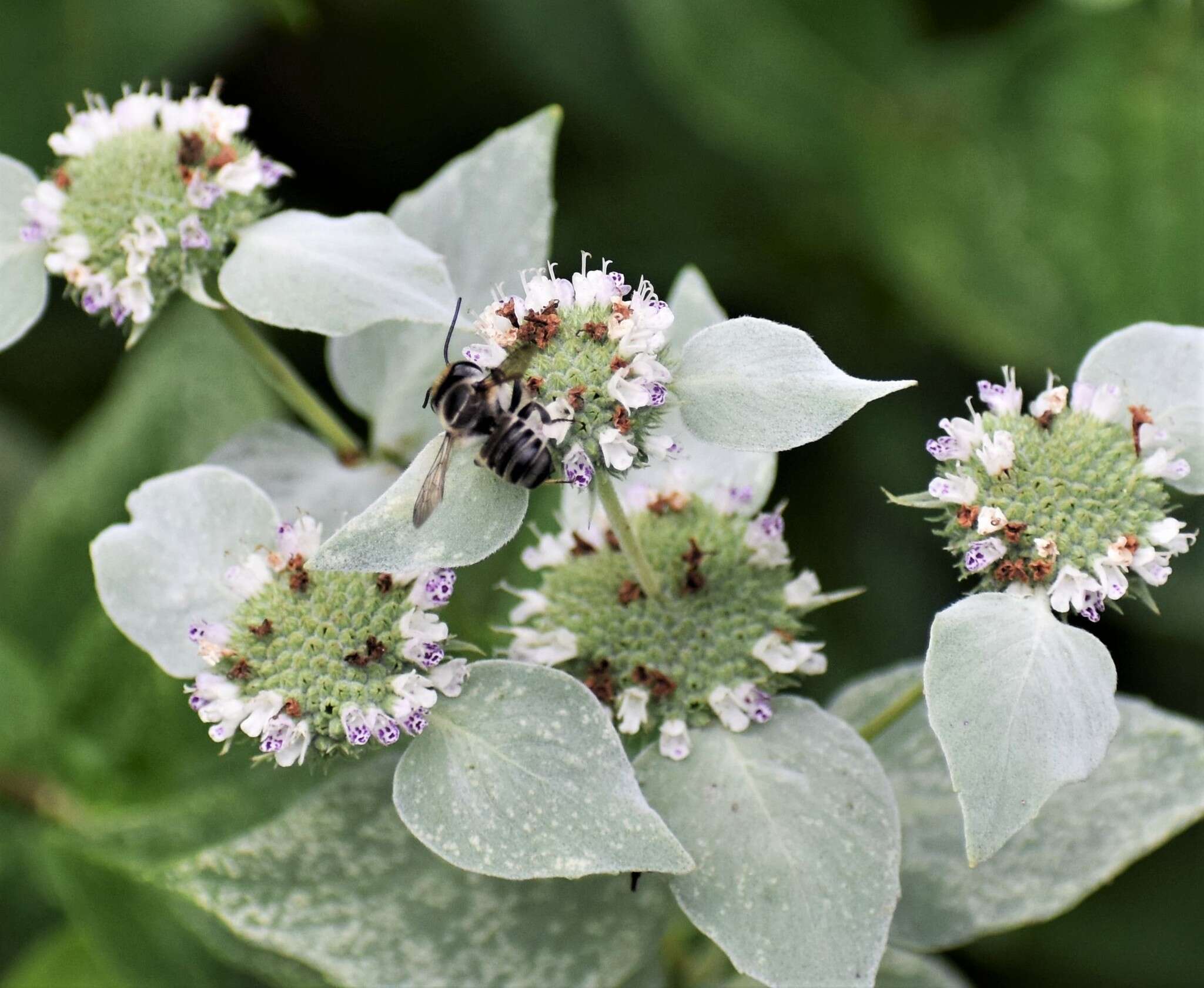 Image of Petulant Leaf-cutter Bee