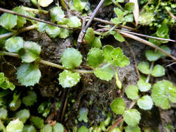 Image of Epilobium pedunculare A. Cunn.