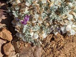 Image de Astragalus purshii var. lectulus (S. Wats.) M. E. Jones