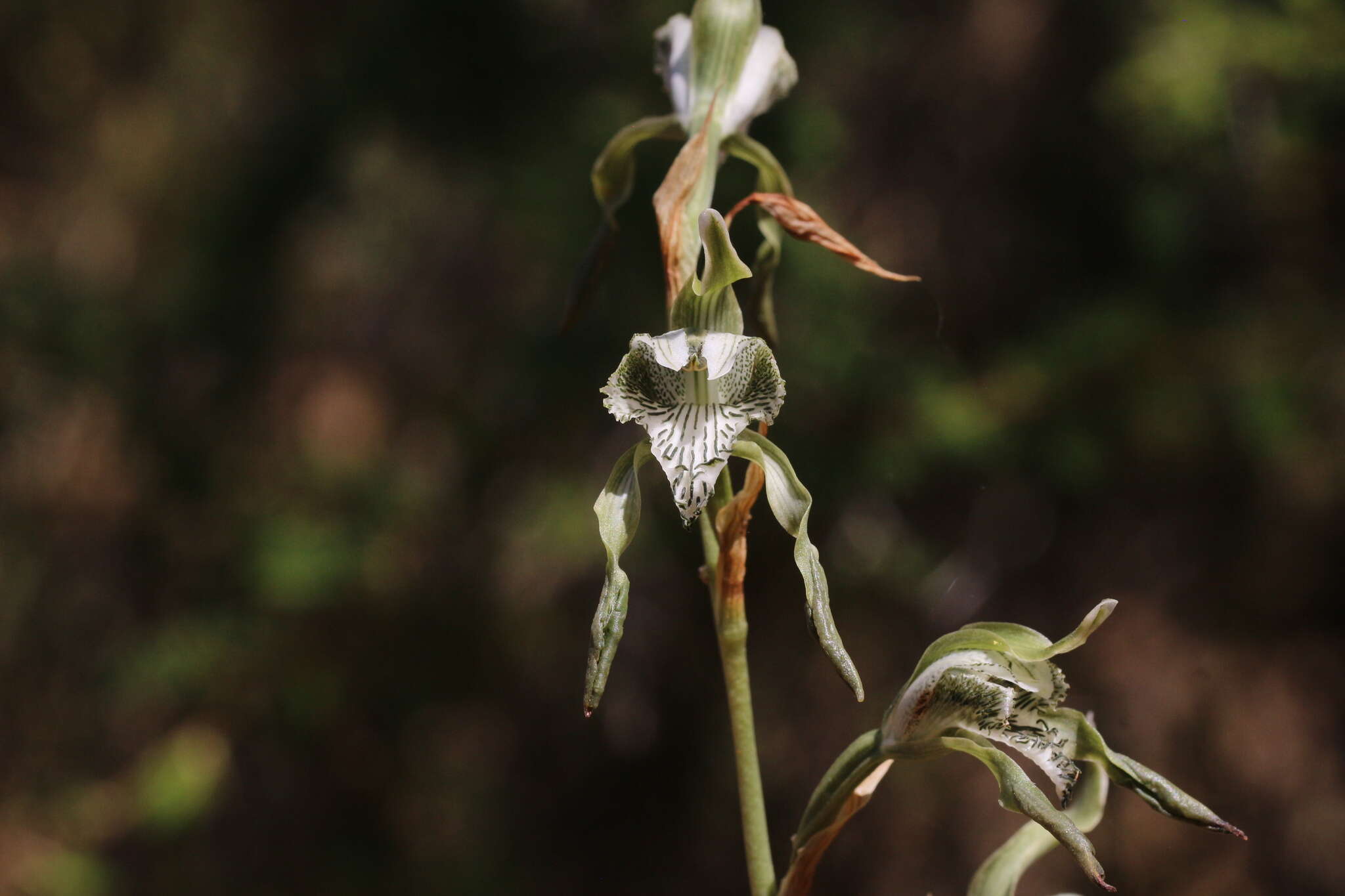 Chloraea piquichen (Lam.) Lindl.的圖片