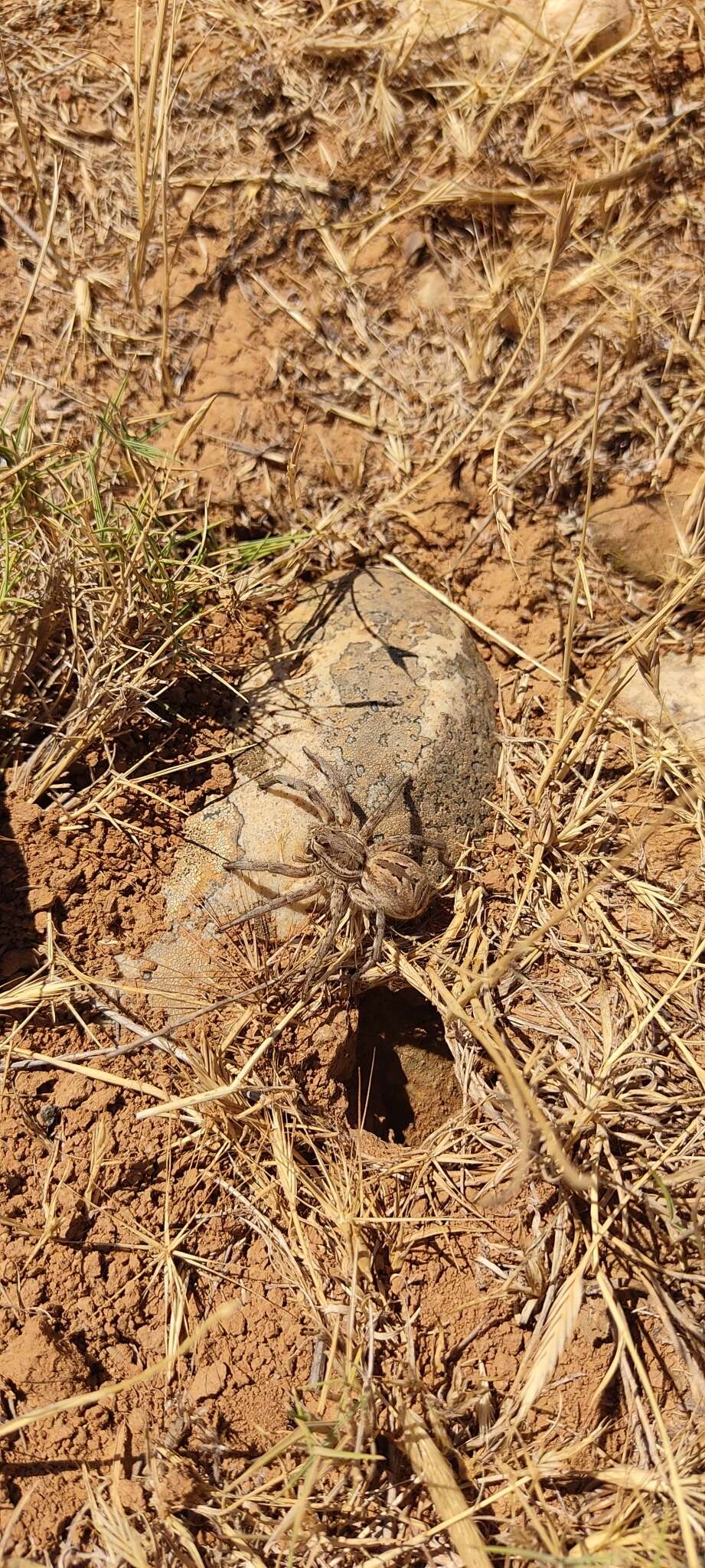 Image of Tarantula wolf spider