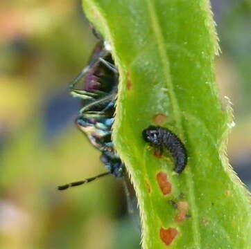 Image of <i>Dorycoris pavonius</i>