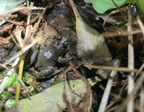 Image of Beeping Froglet