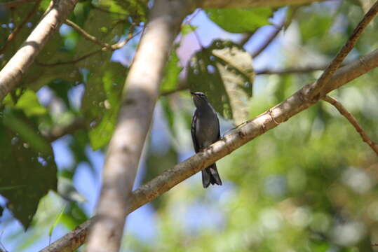 Imagem de Myadestes unicolor Sclater & PL 1857