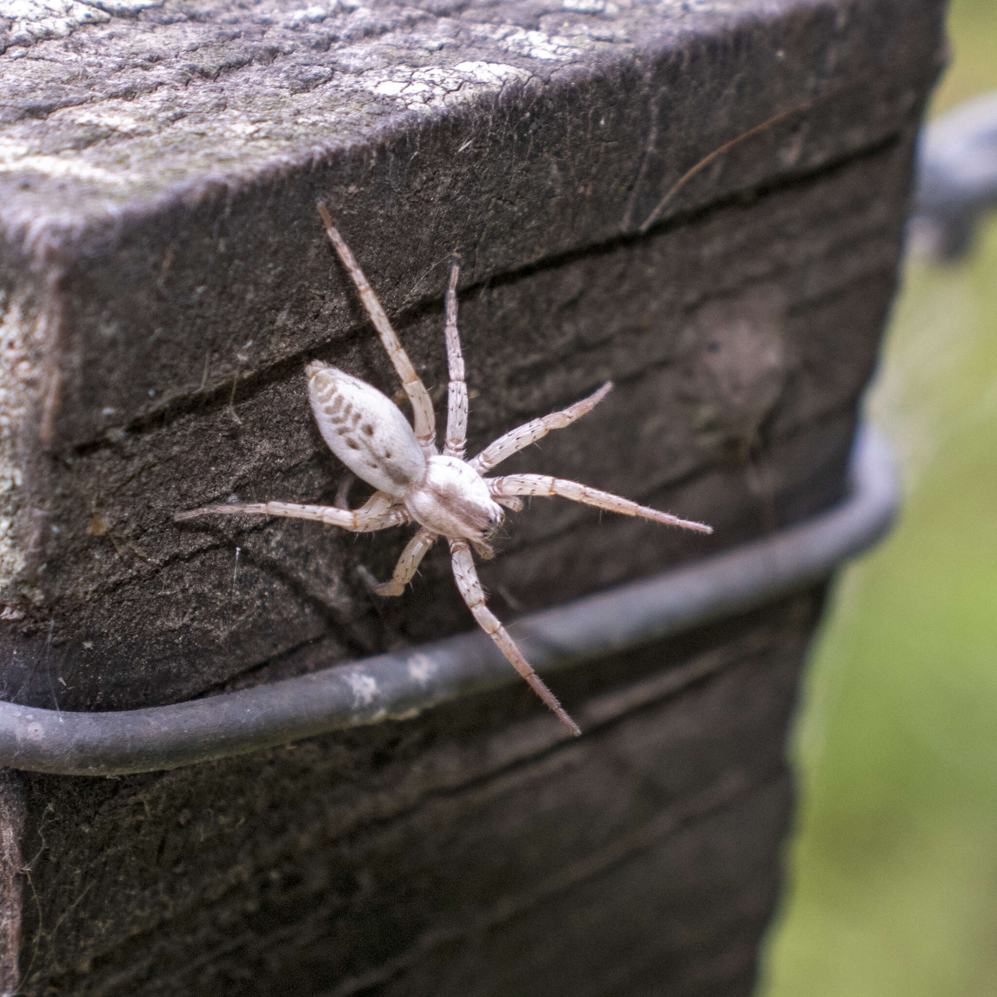 Plancia ëd Arachosia praesignis (Keyserling 1891)