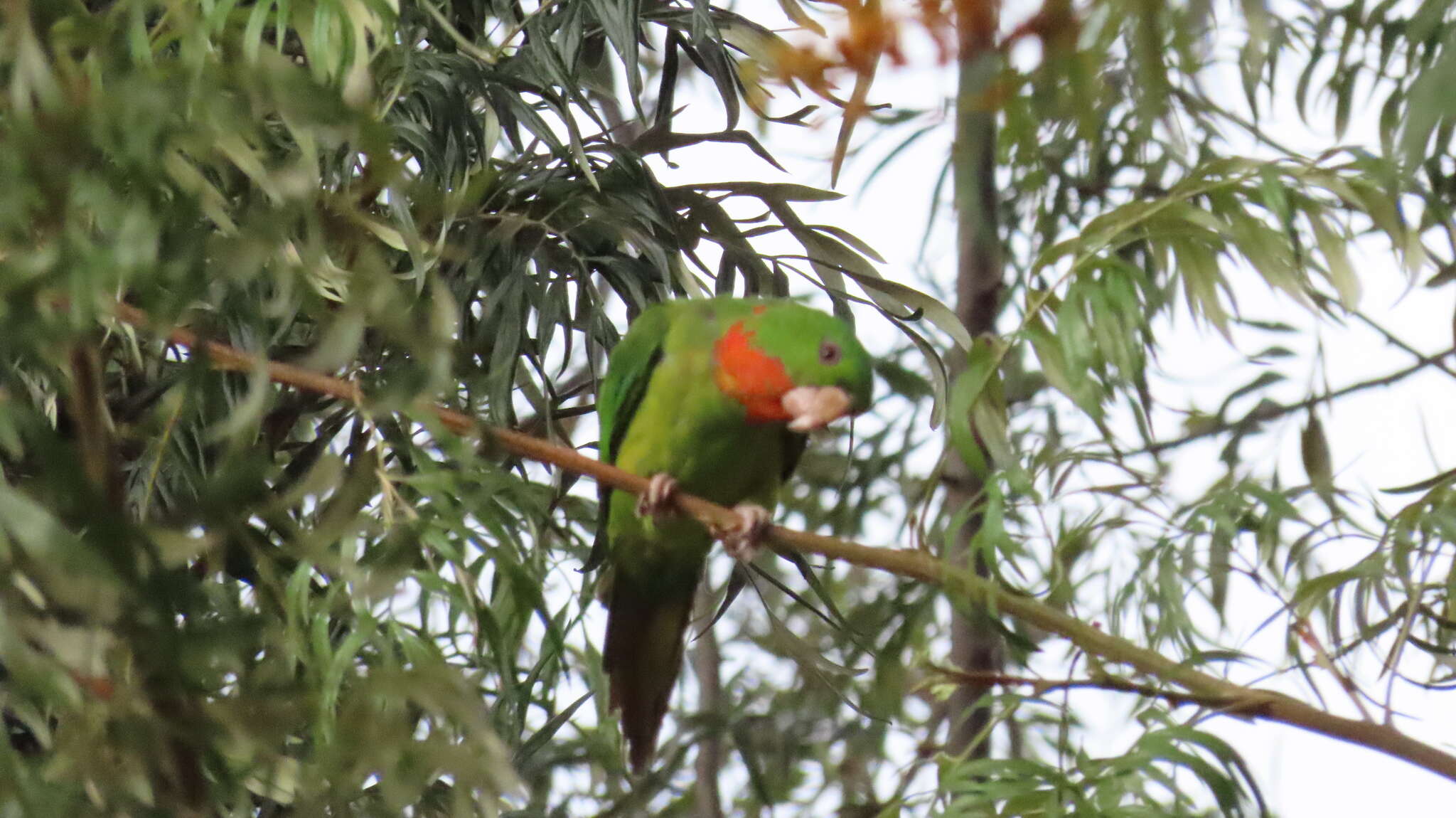 Image of Psittacara holochlorus rubritorquis