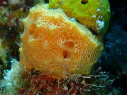 Image of orange lumpy encrusting sponge