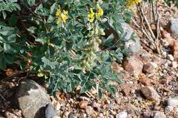 Image de Crotalaria argyraea Baker