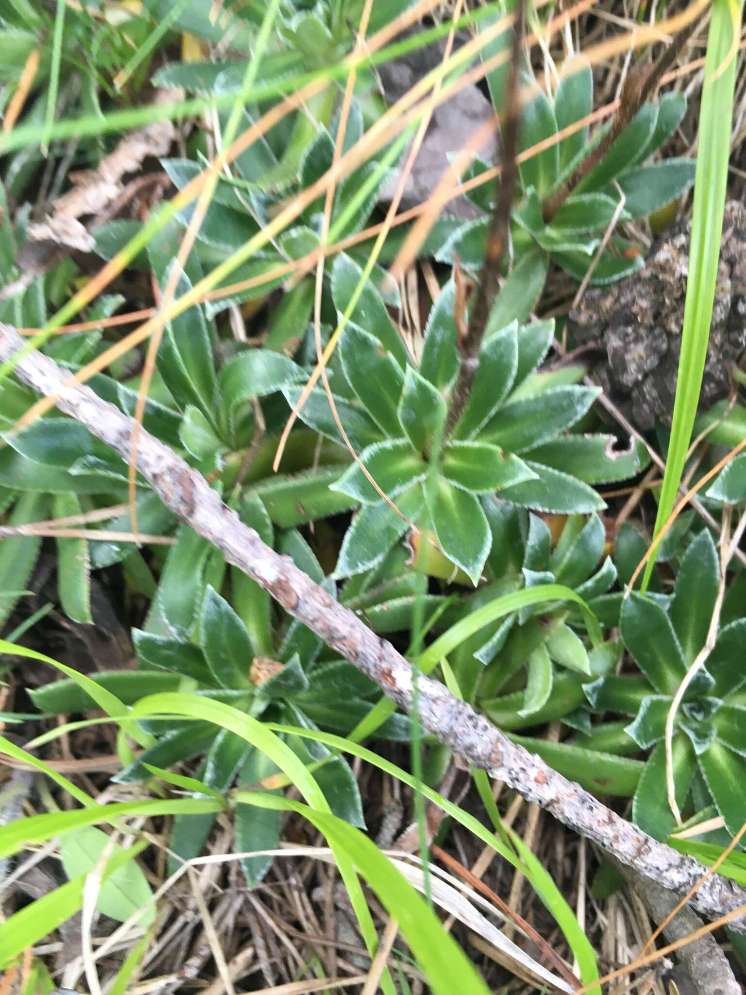 Image of Saxifraga kolenatiana Regel