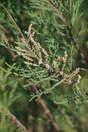 Image of Tamarix dalmatica Baum