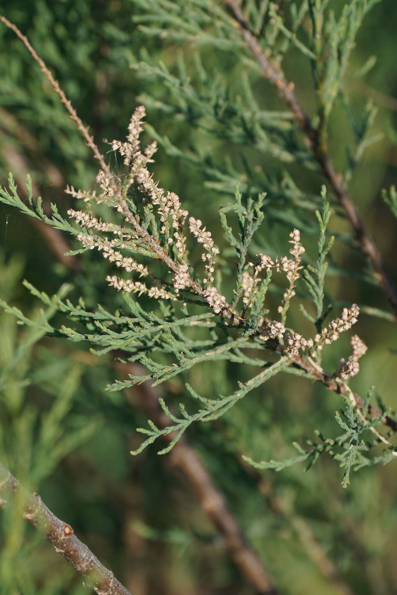 Image of Tamarix dalmatica Baum