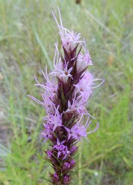 Image of blazing star