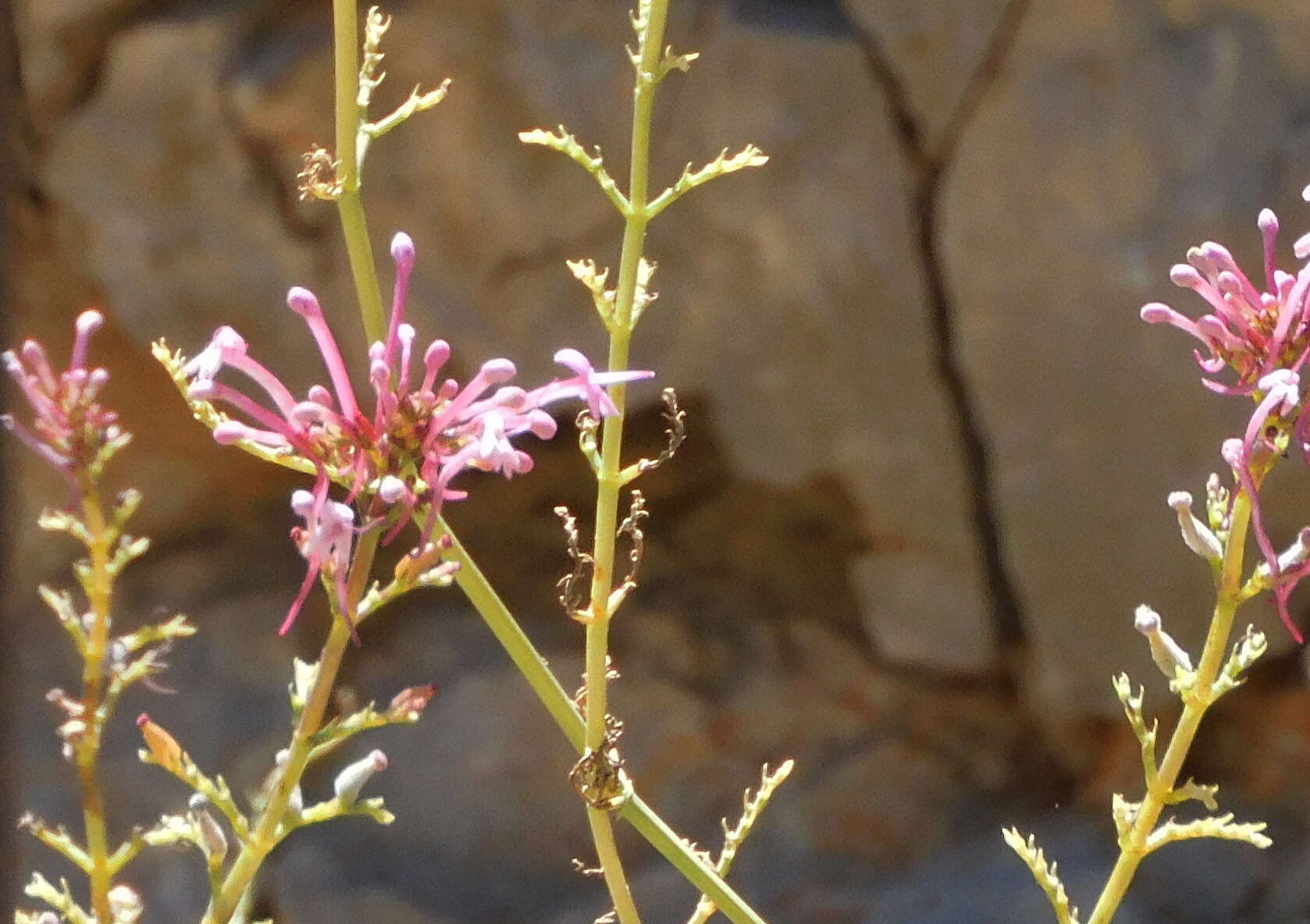 Image of Centranthus longiflorus Stev.