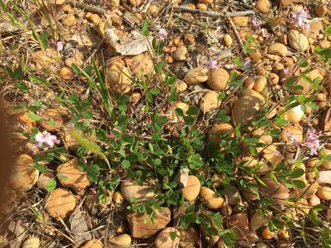 Image de Lespedeza repens (L.) W. P. C. Barton