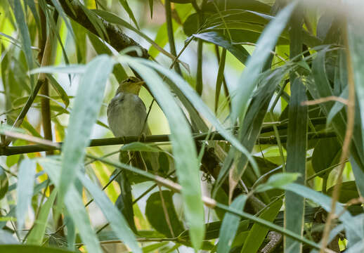 Image of Lemon-throated Leaf Warbler