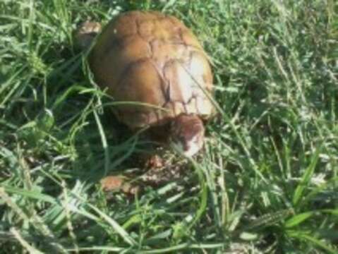 Image of Three-toed box turtle