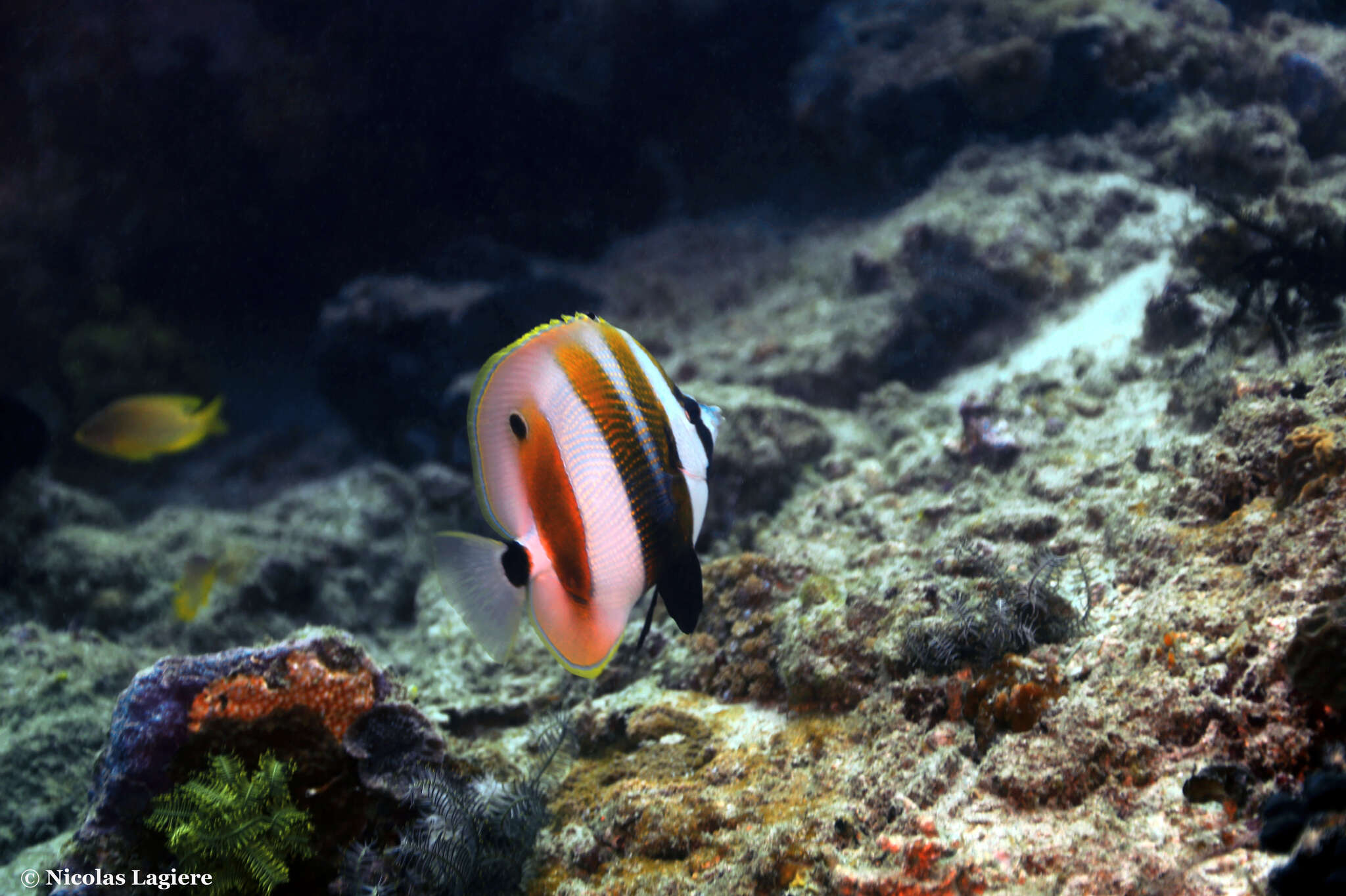 Image of Coralfish