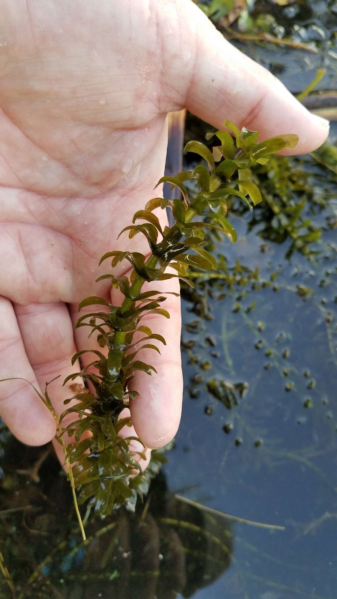 Image of American Pondweed