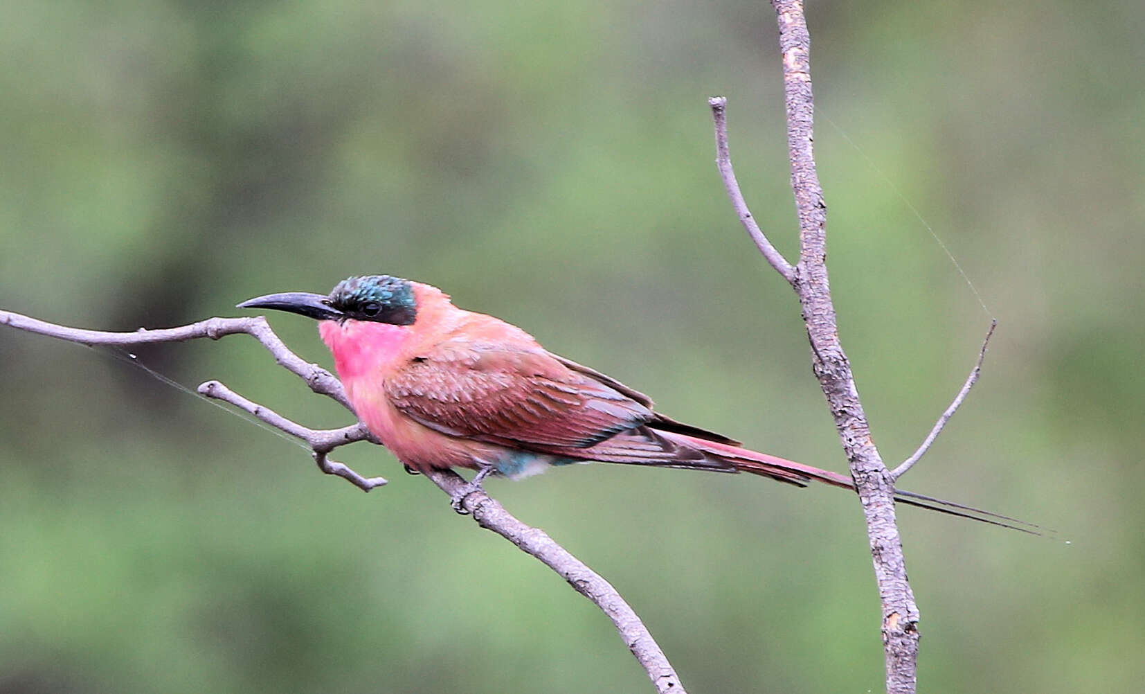 Imagem de Merops nubicoides Des Murs & Pucheran 1846