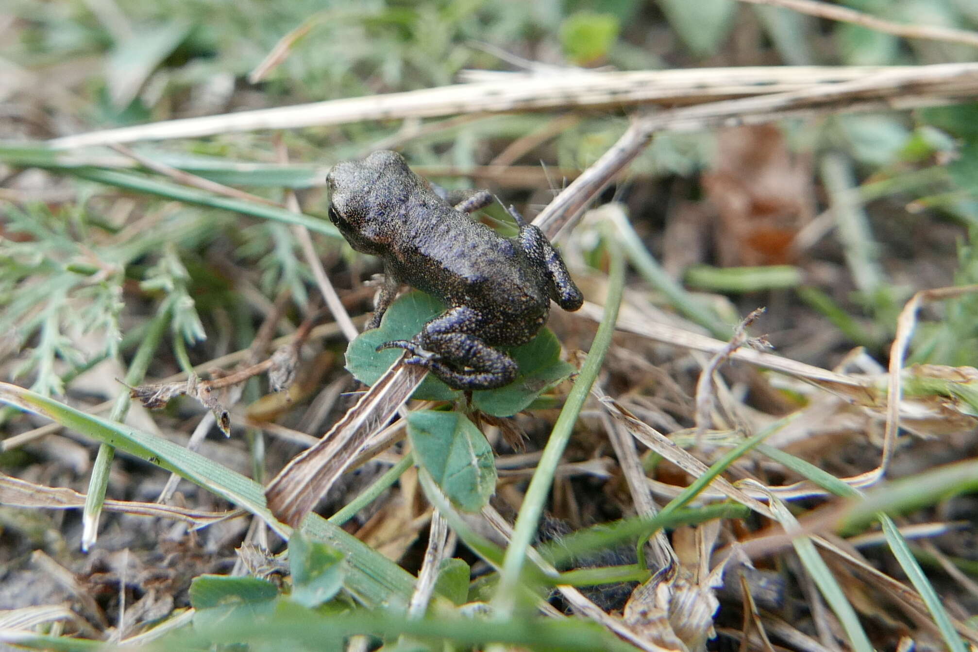 Image de Bufo verrucosissimus (Pallas 1814)