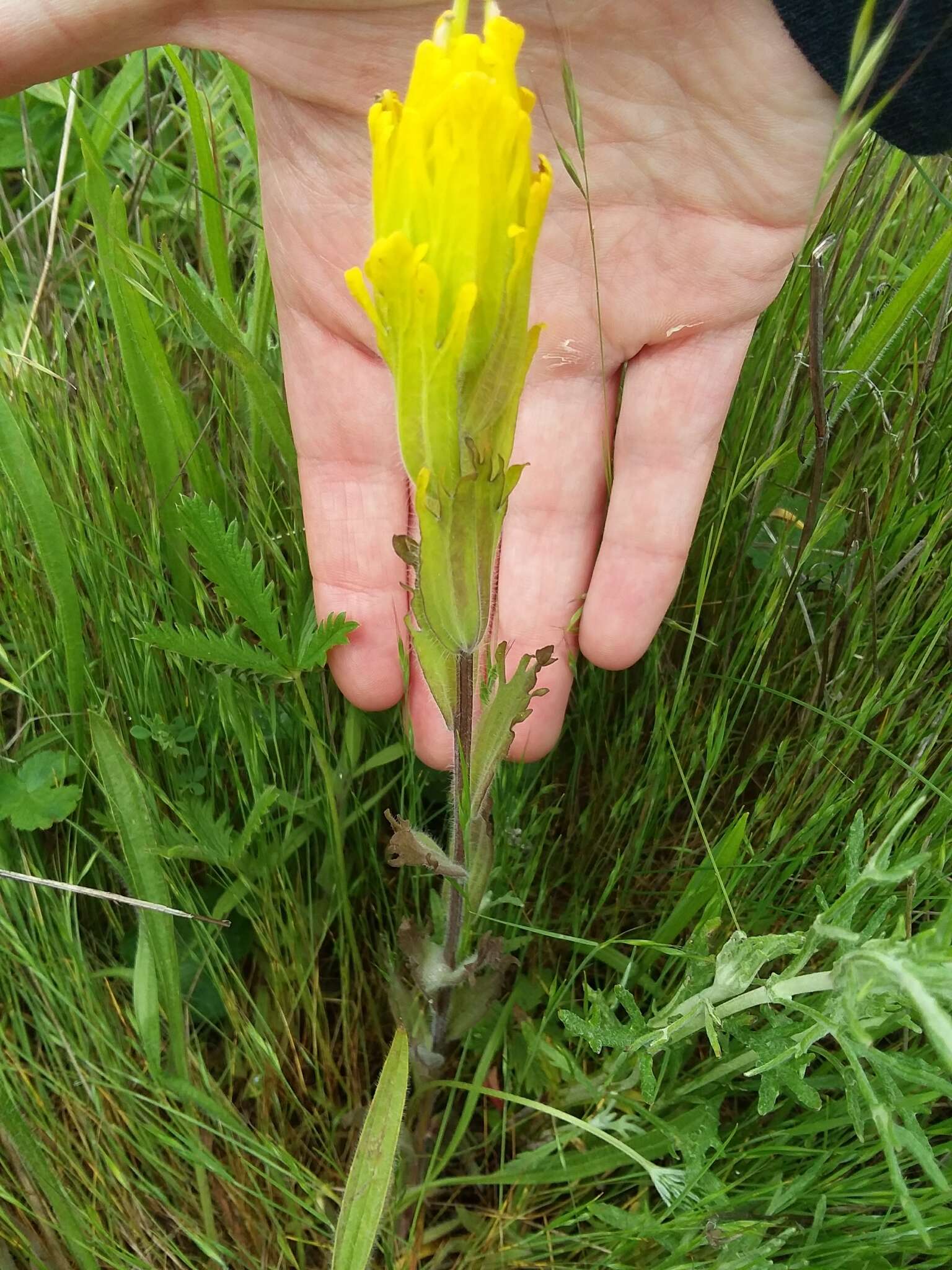 Image of golden Indian paintbrush