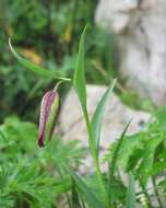 Image of Fritillaria oranensis Pomel